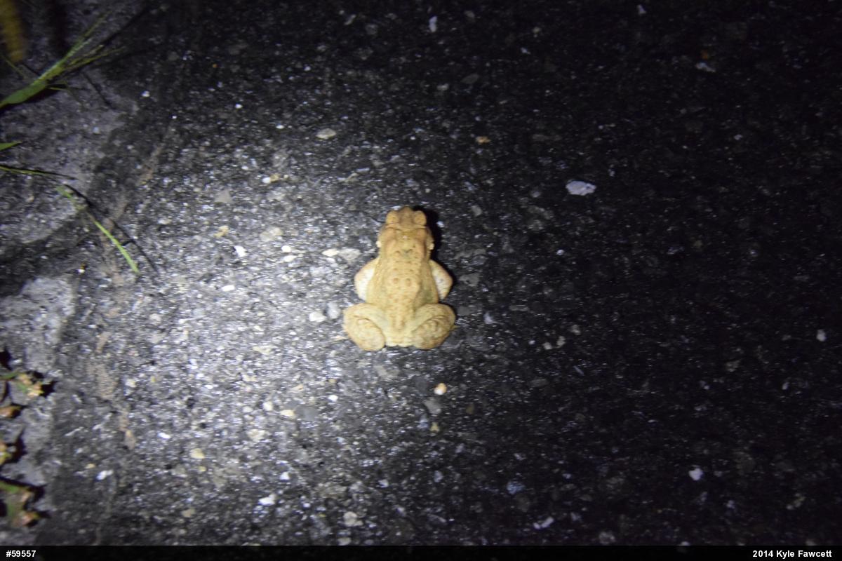 Eastern American Toad