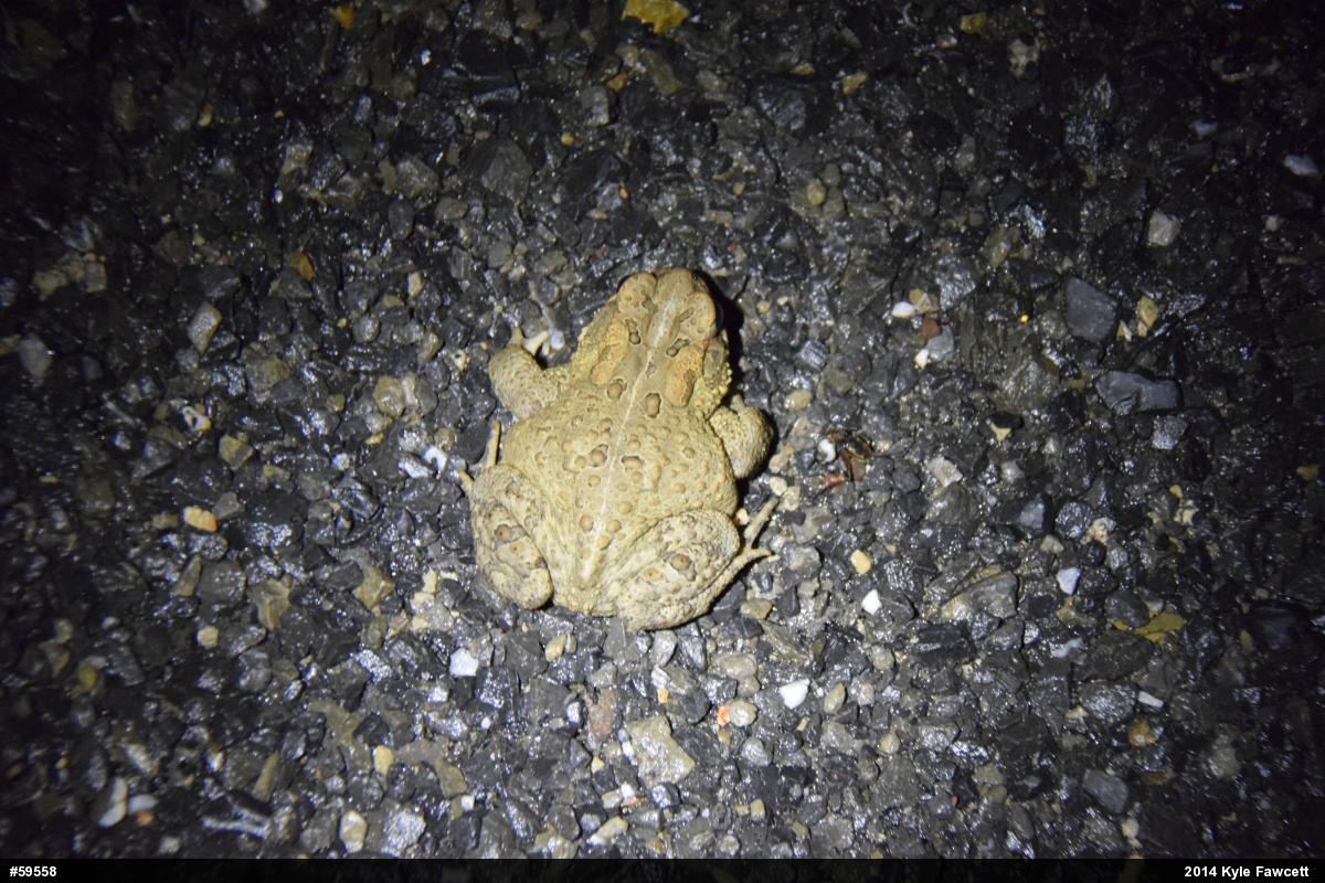 Eastern American Toad