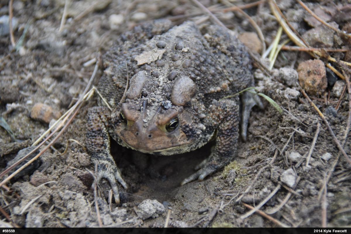 Eastern American Toad
