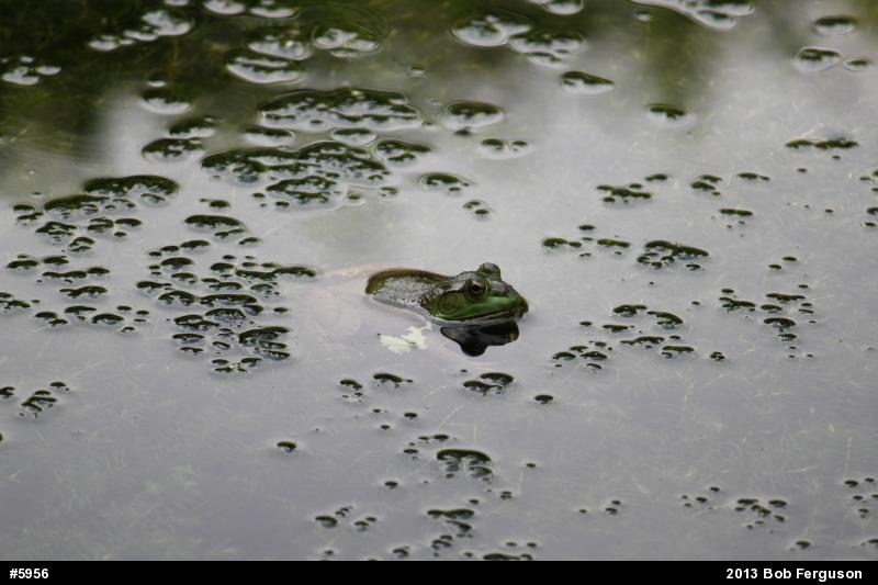 American Bullfrog