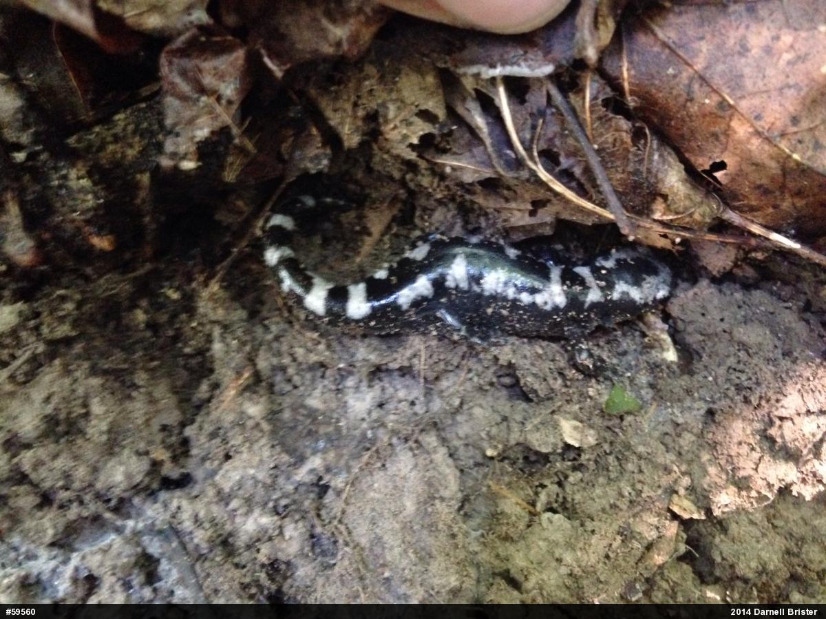 Marbled Salamander