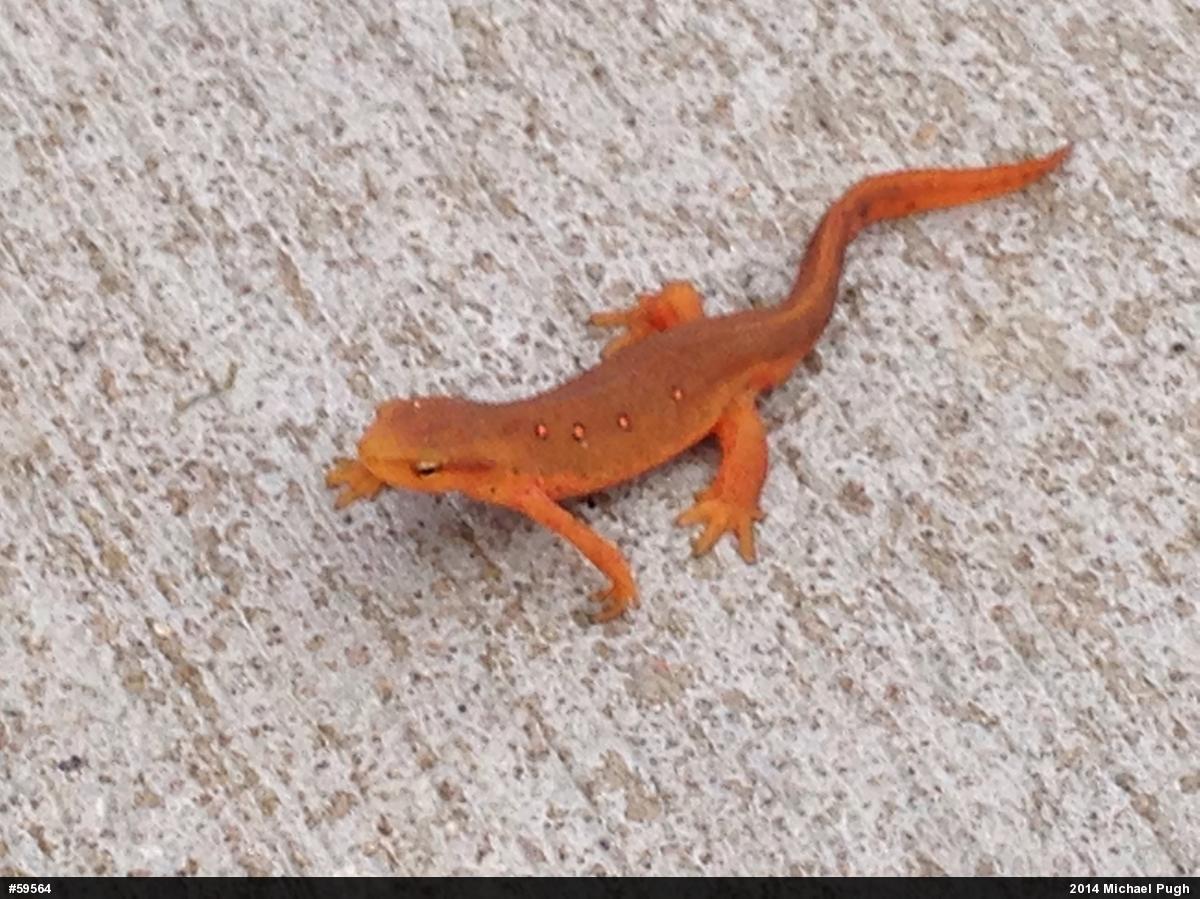 Red-spotted Newt
