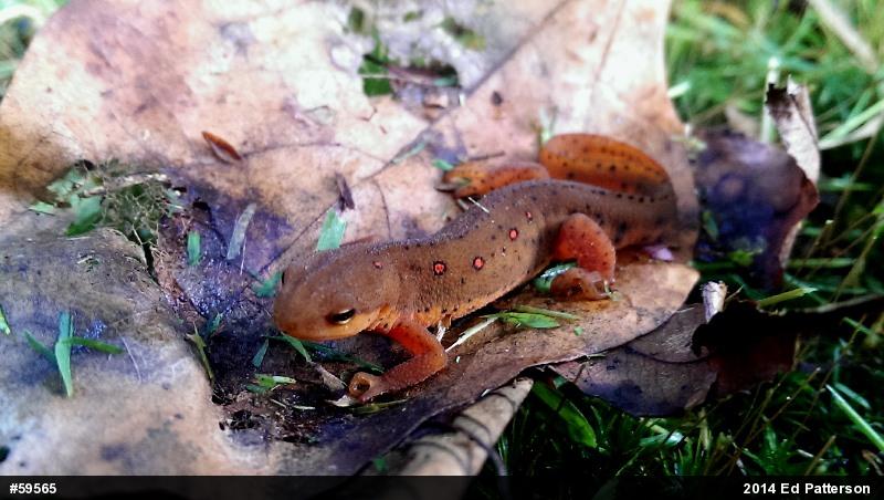 Red-spotted Newt