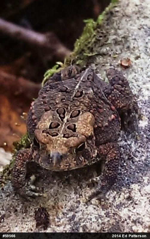 Eastern American Toad