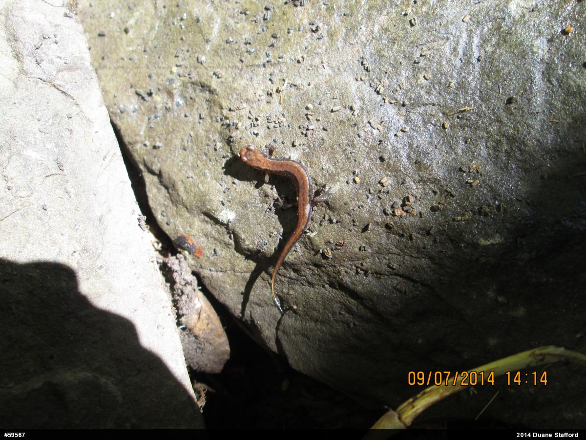 Allegheny Mountain Dusky Salamander