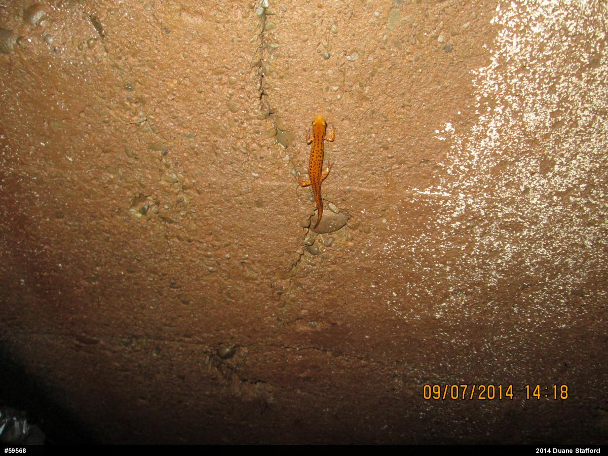 Eastern Long-tailed Salamander