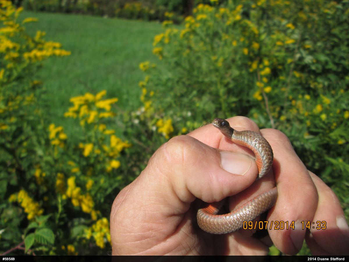 Red-bellied Snake