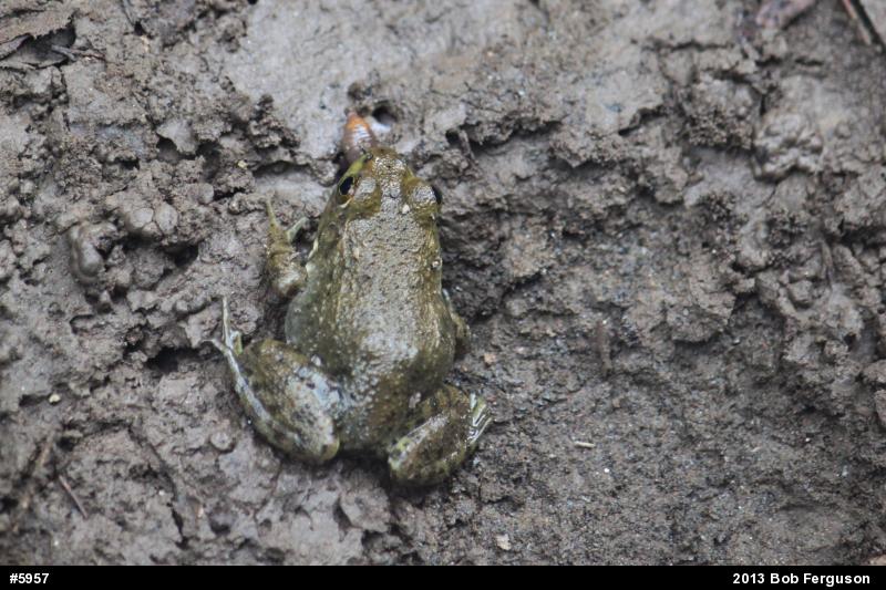 American Bullfrog