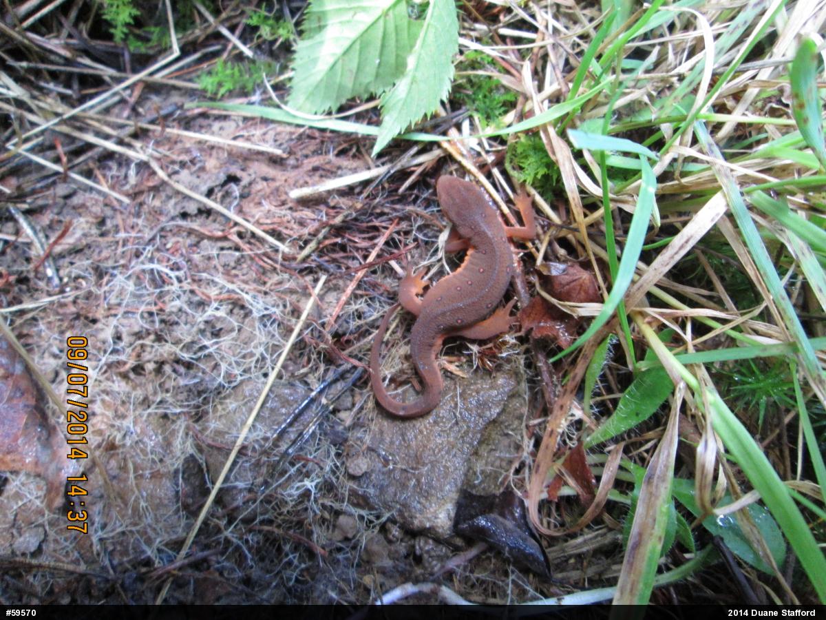 Red-spotted Newt