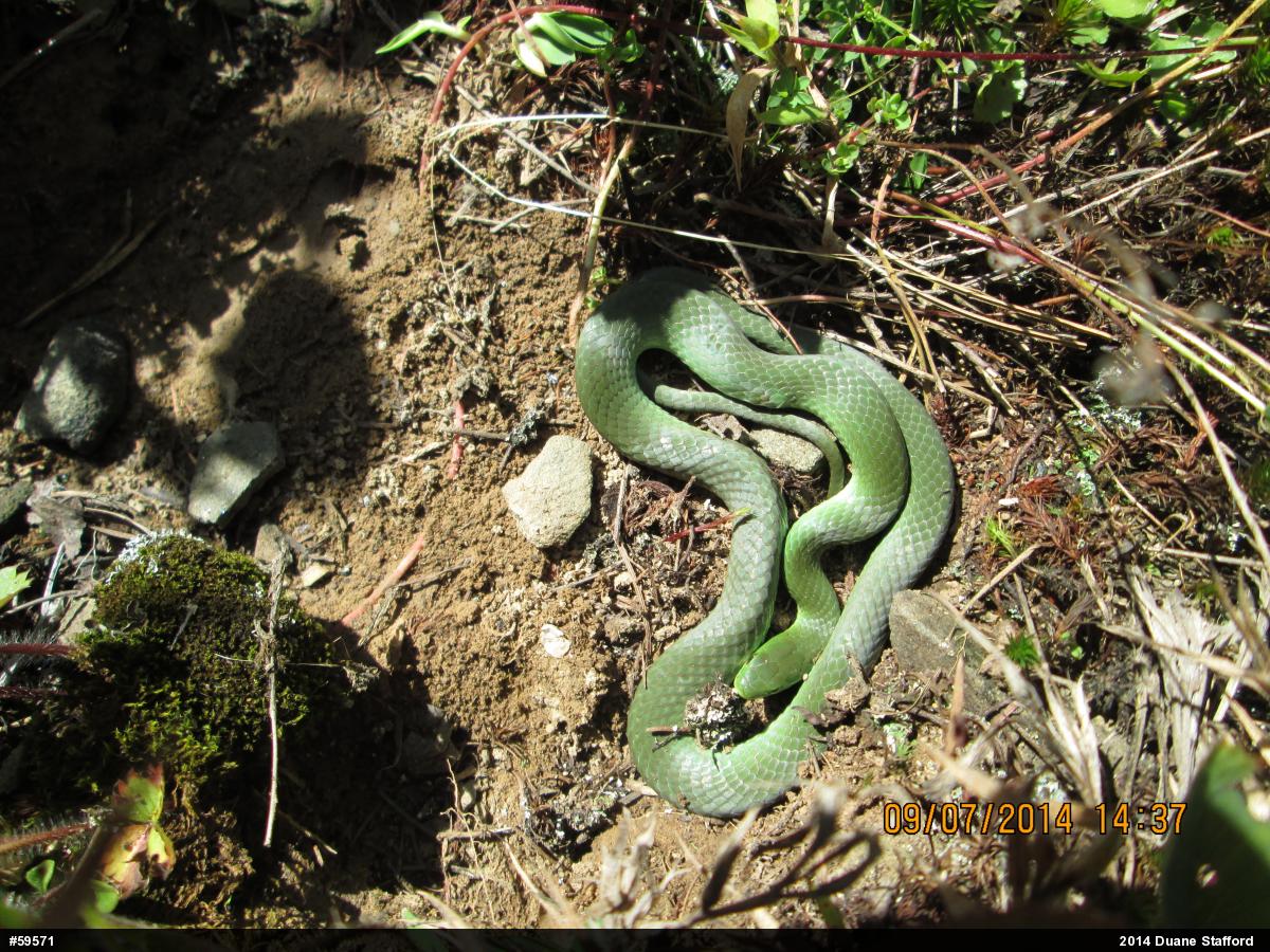 Smooth Greensnake