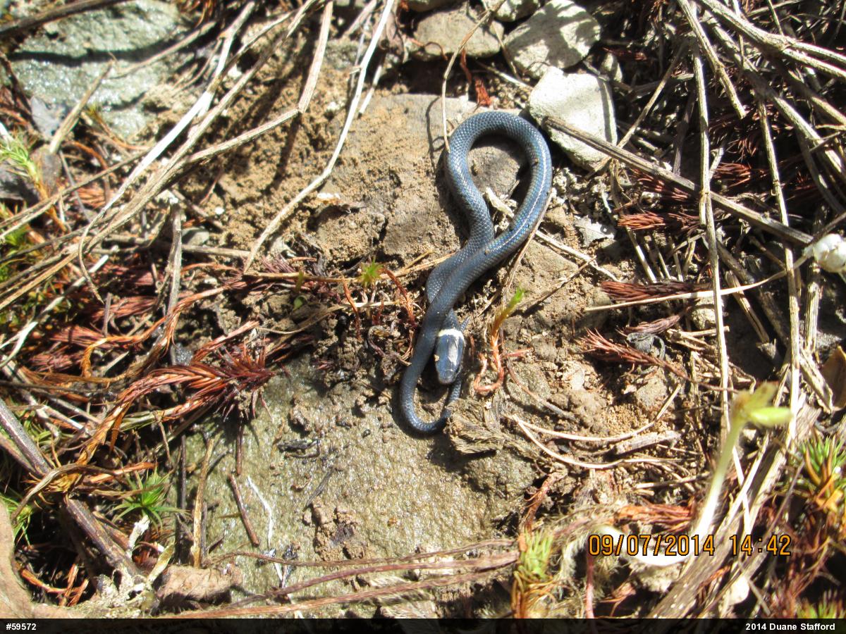 Northern Ring-necked Snake