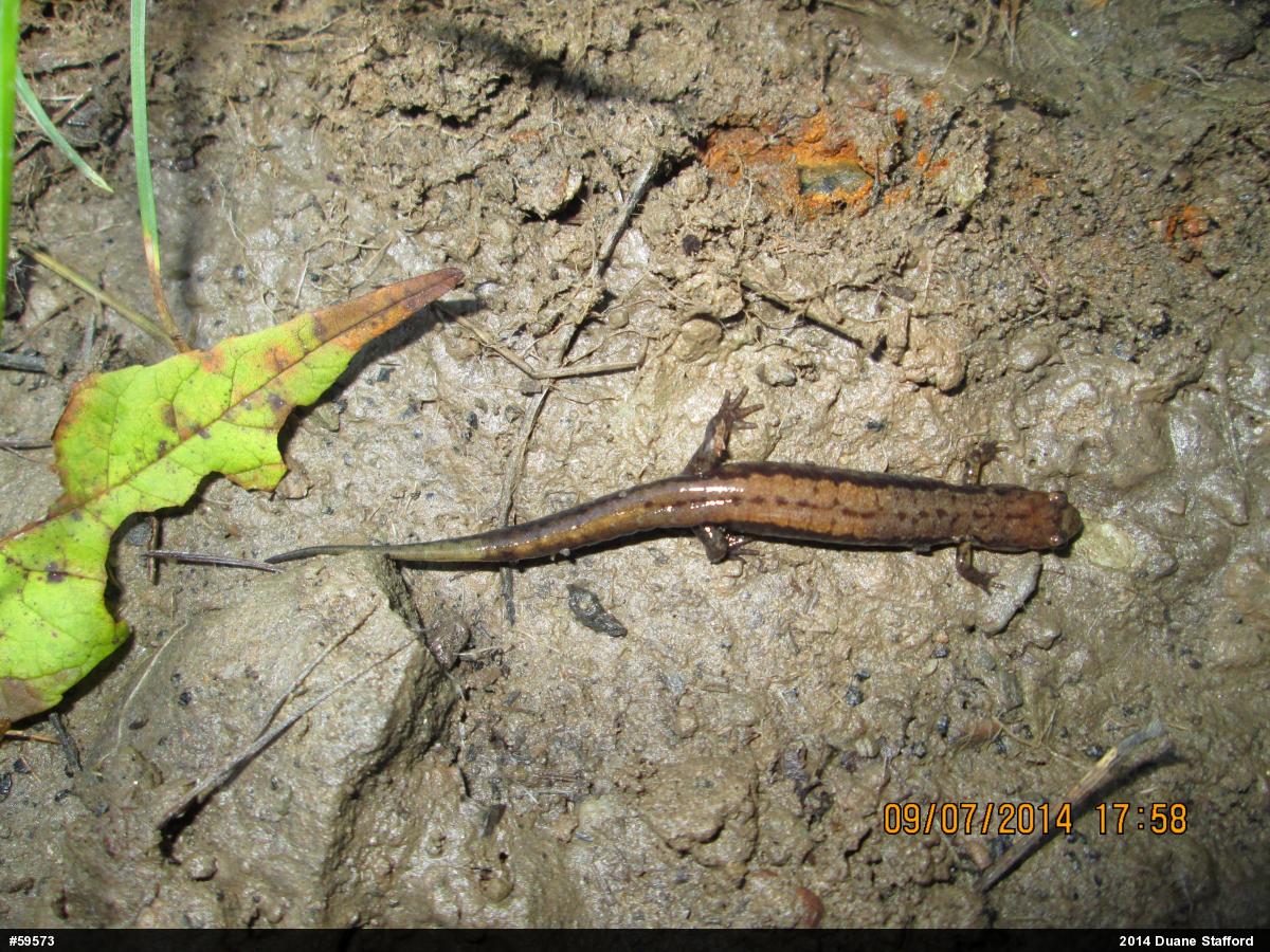 Allegheny Mountain Dusky Salamander