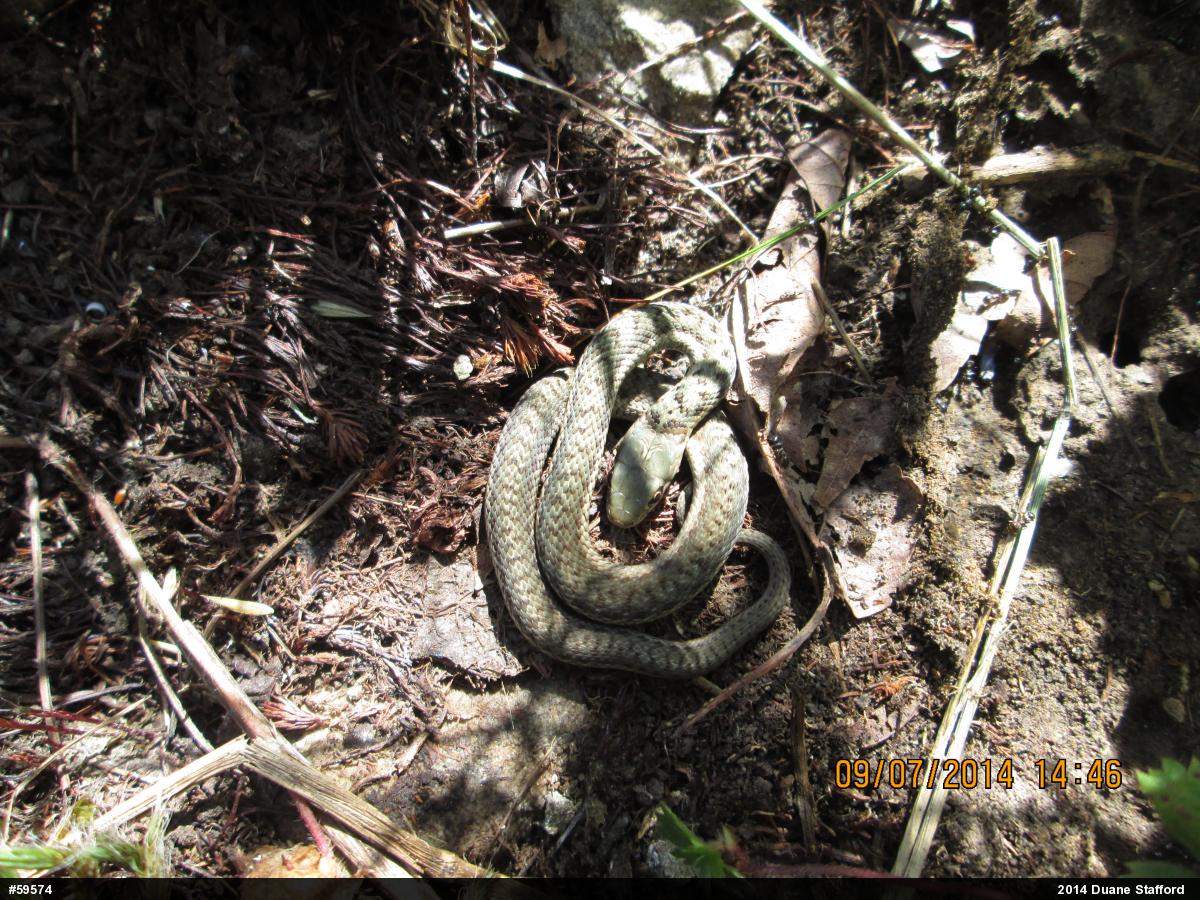Eastern Gartersnake