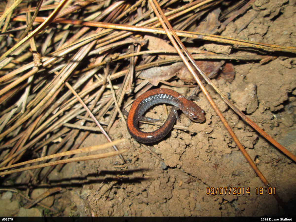 Eastern Red-backed  Salamander
