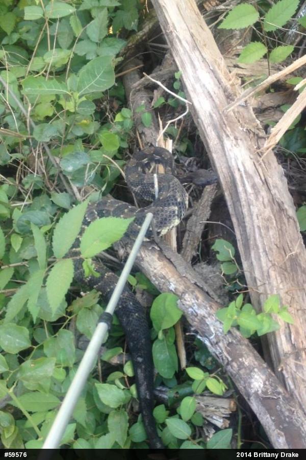 Timber Rattlesnake