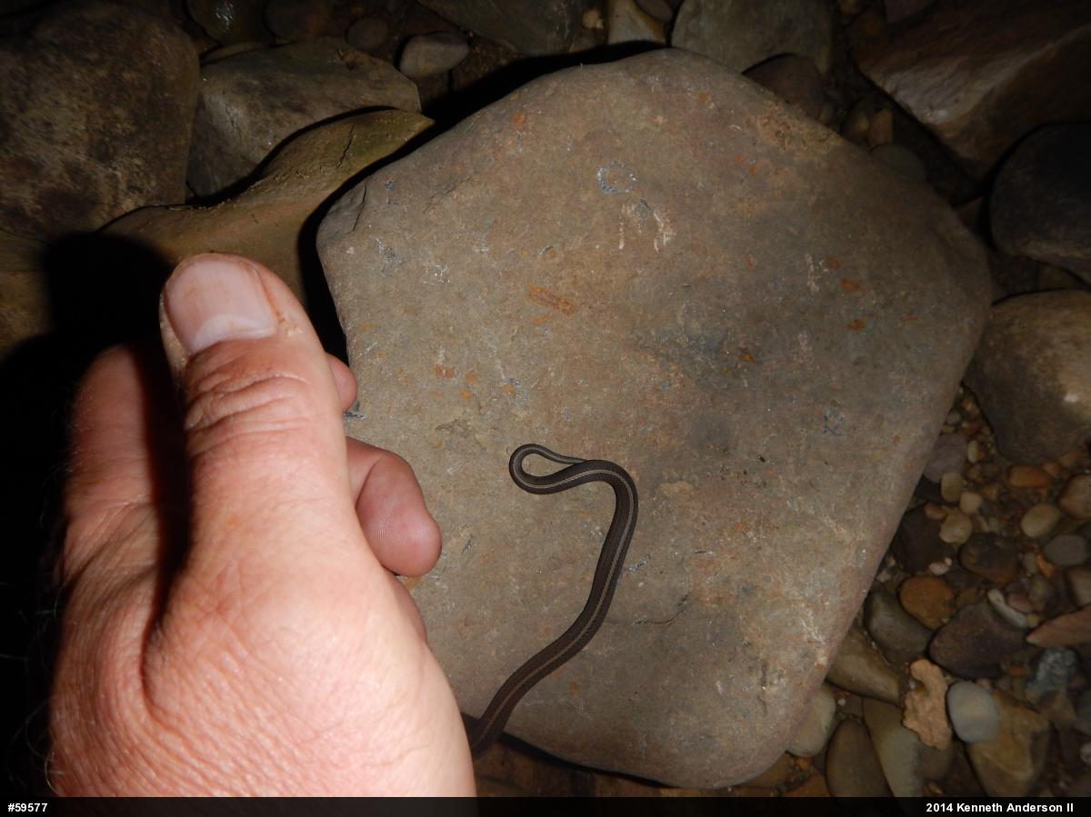 Shorthead Gartersnake