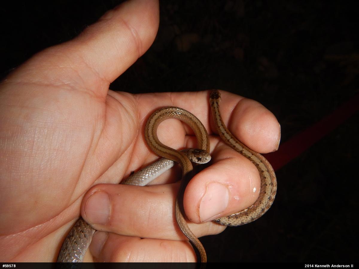 Dekay's Brownsnake