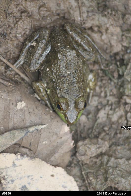 American Bullfrog