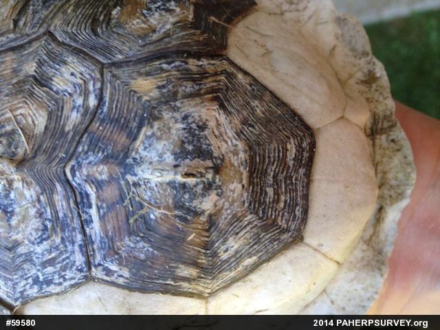 Eastern Box Turtle