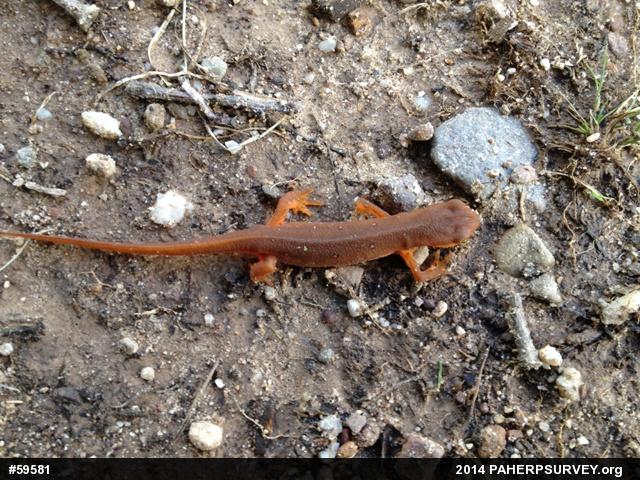 Red-spotted Newt