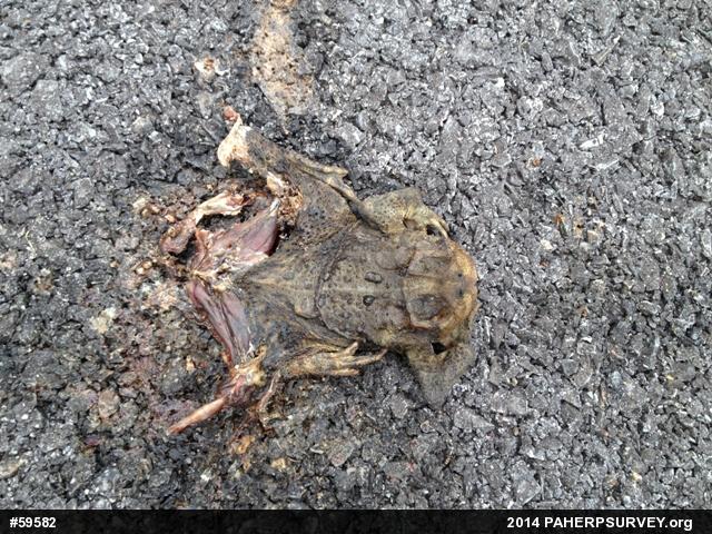 Eastern American Toad