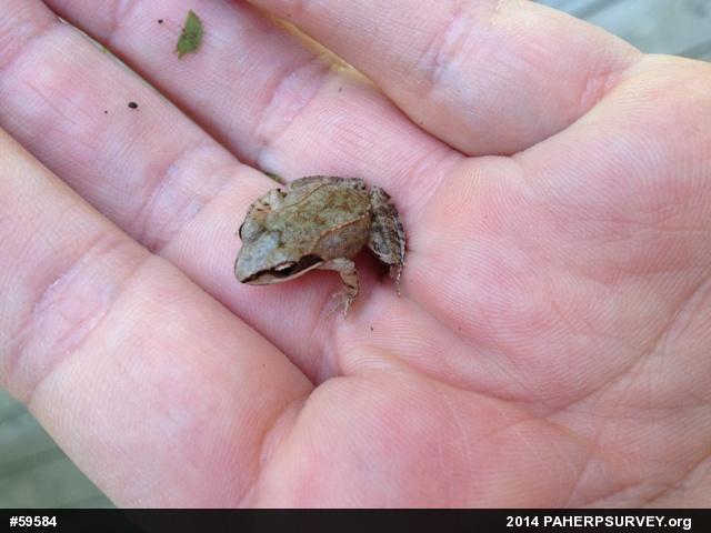 Wood Frog