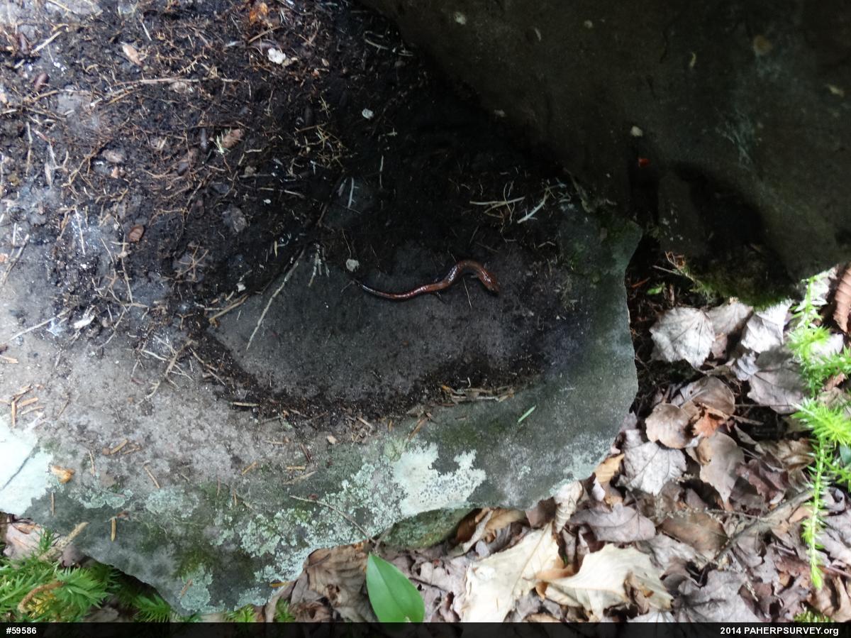Eastern Red-backed  Salamander