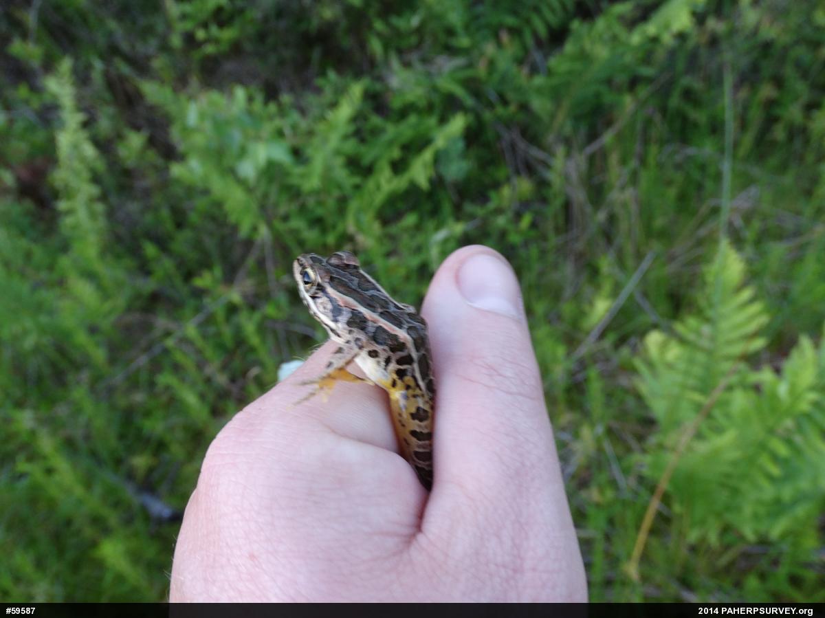 Pickerel Frog