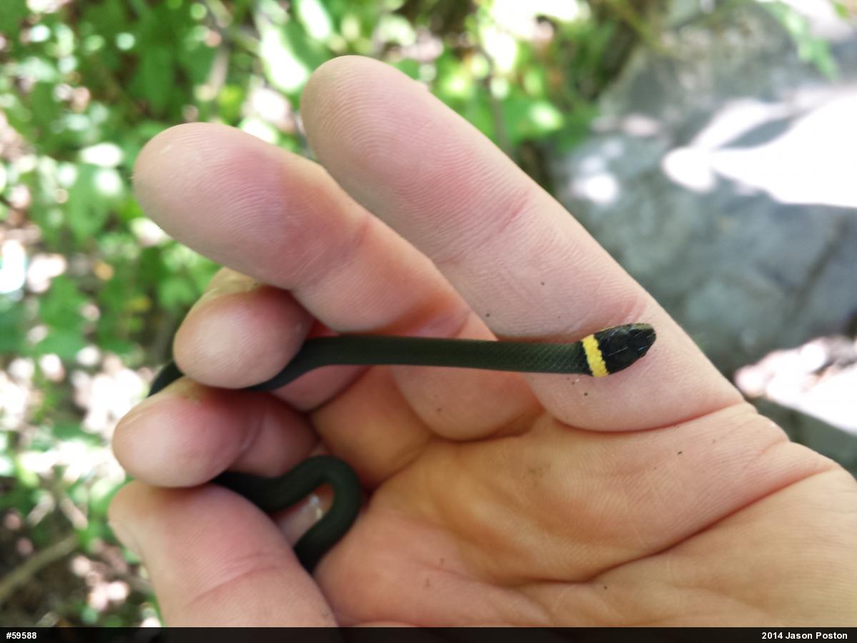 Northern Ring-necked Snake