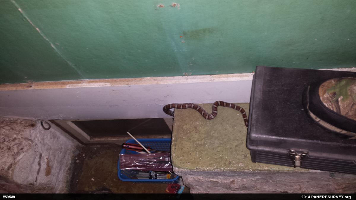 Eastern Milksnake
