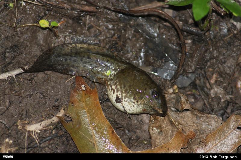 American Bullfrog