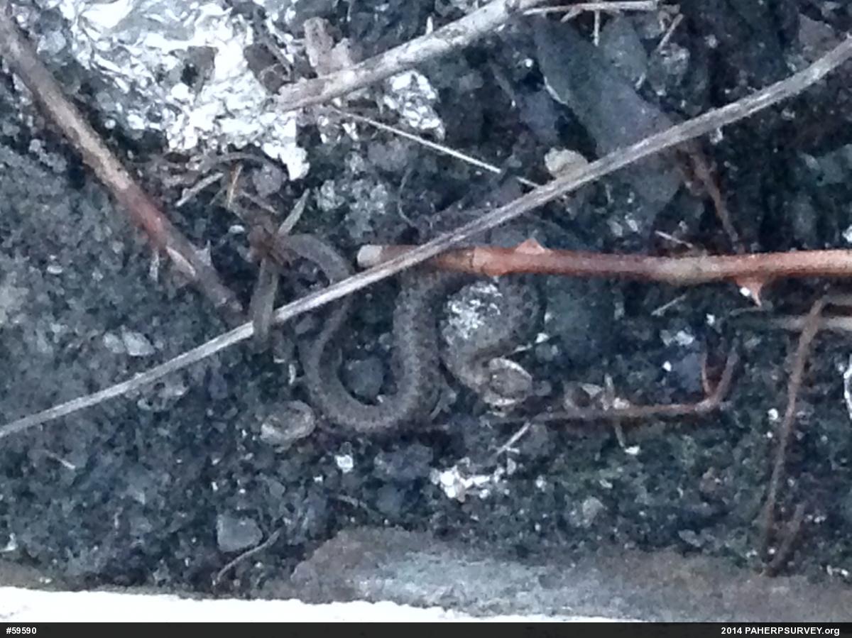 Eastern Gartersnake