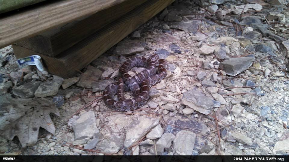 Eastern Milksnake