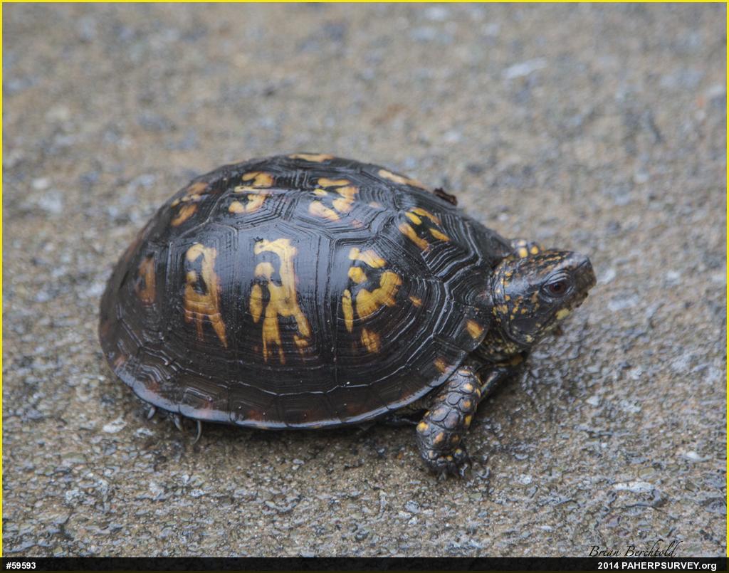 Eastern Box Turtle