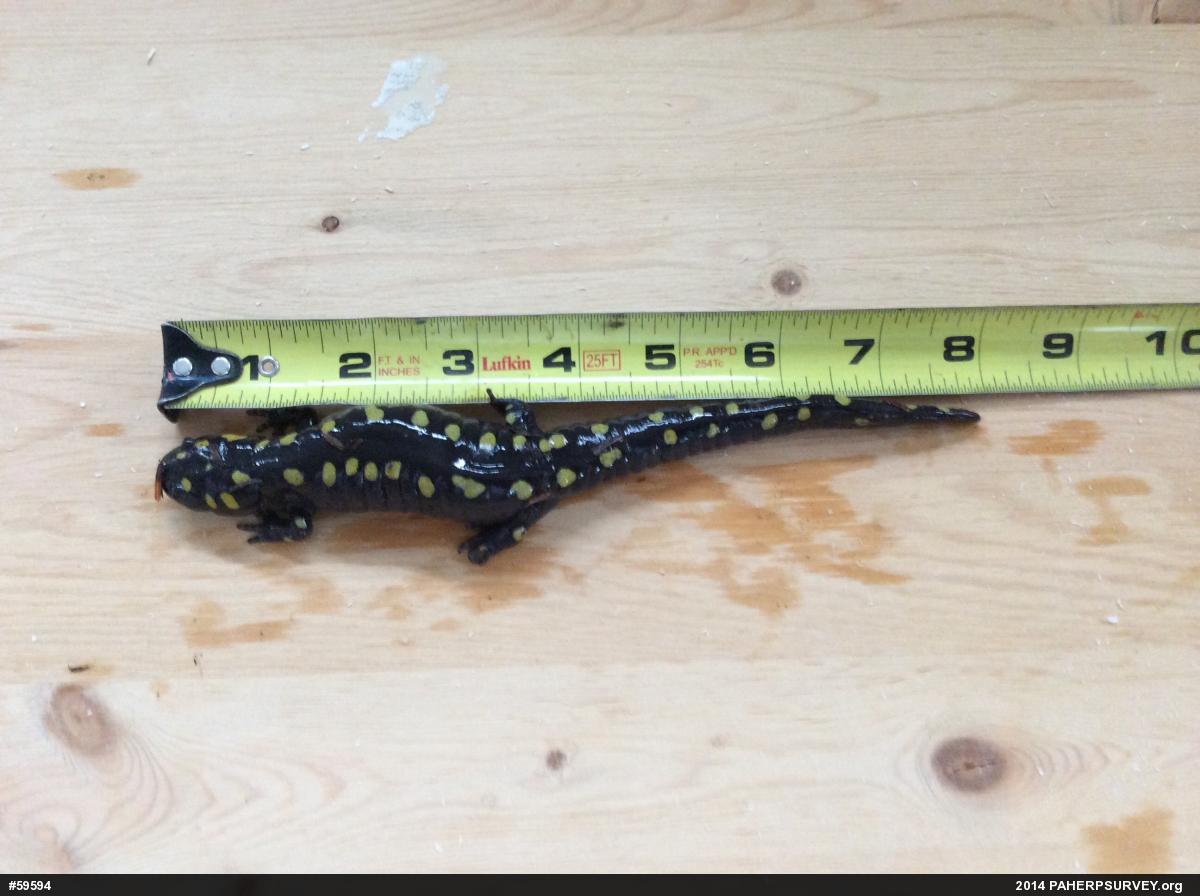Spotted Salamander