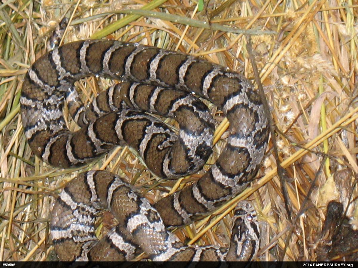 Eastern Milksnake