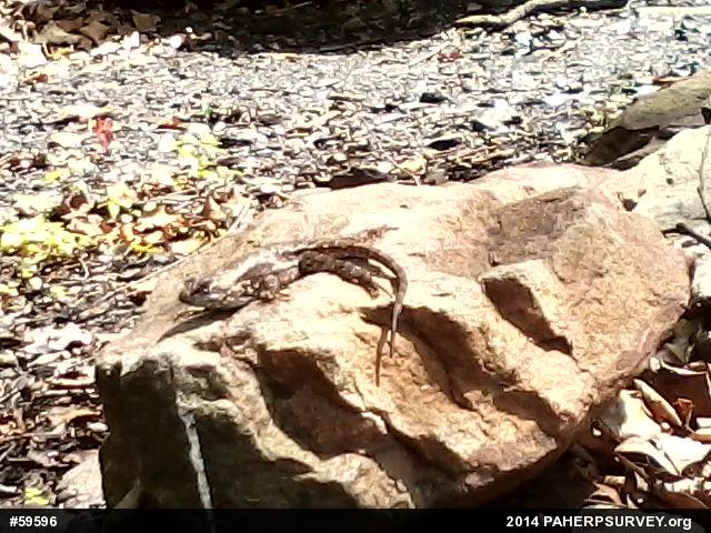 Eastern Fence Lizard