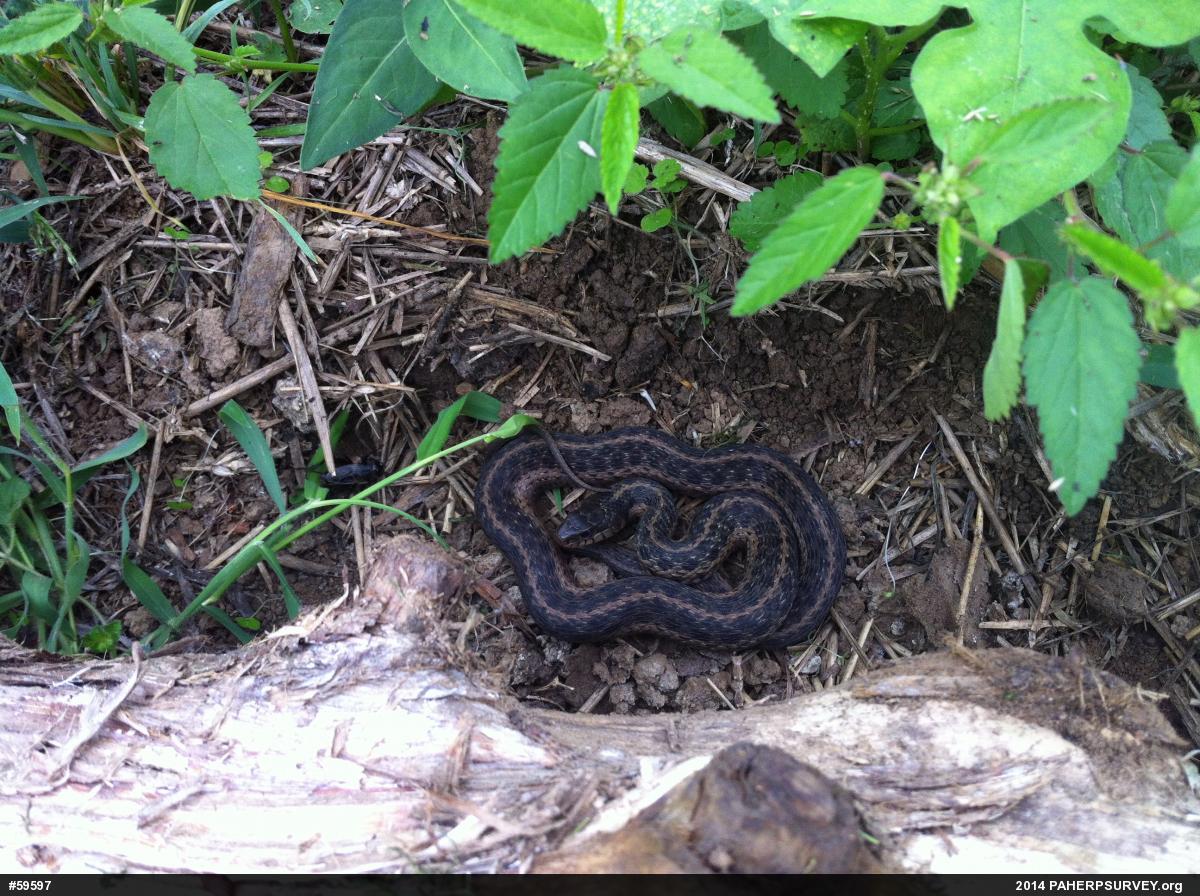 Eastern Gartersnake