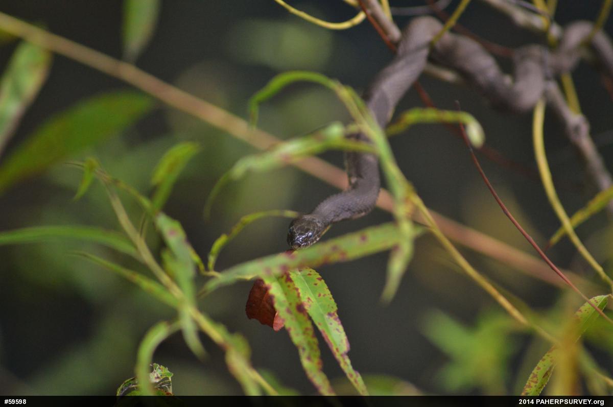 Northern Watersnake