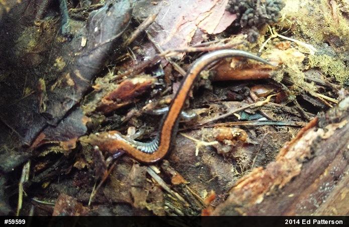 Eastern Red-backed  Salamander