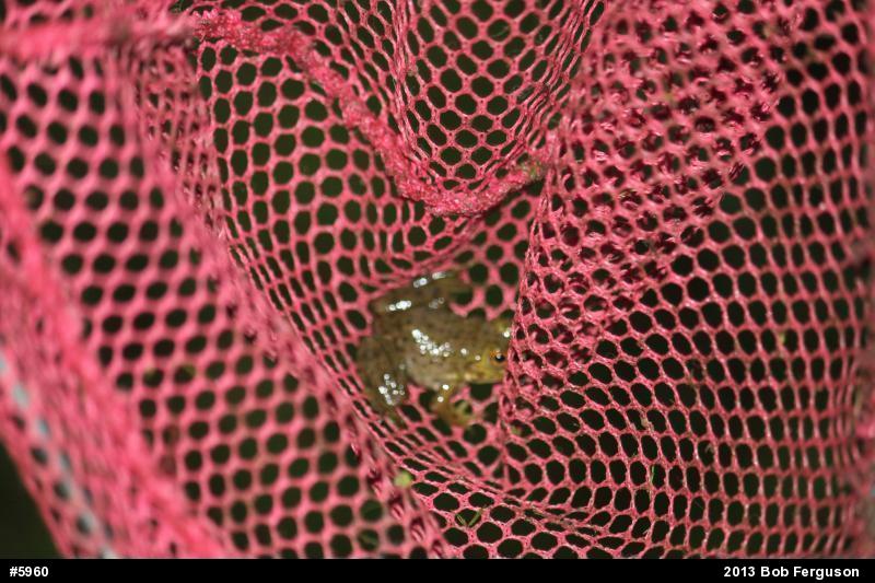 American Bullfrog