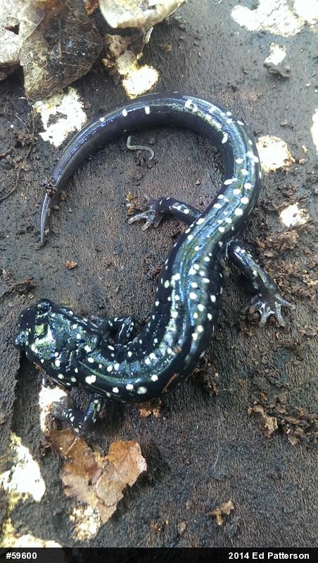 Northern Slimy Salamander