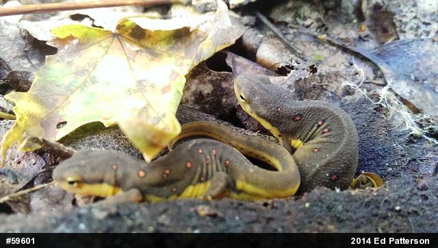 Red-spotted Newt