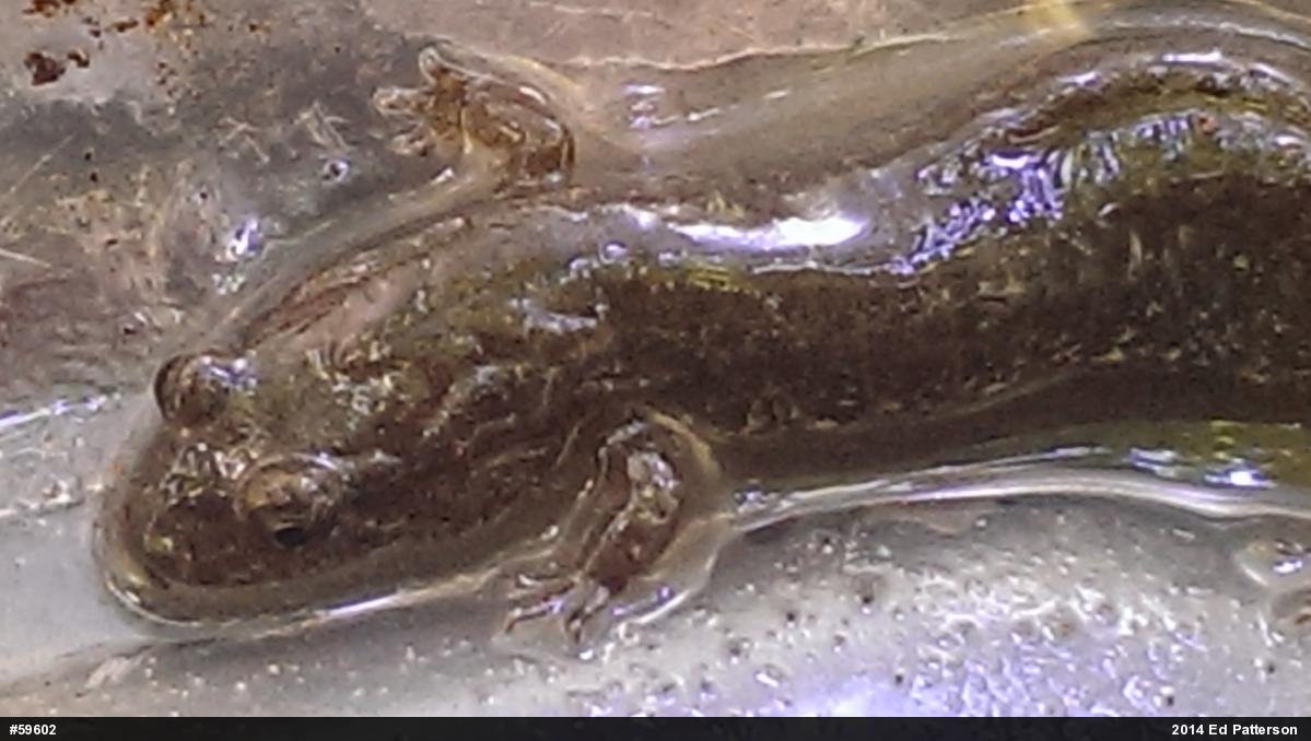Northern Dusky Salamander