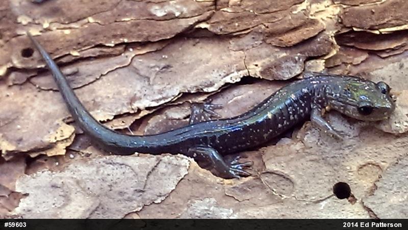 Wehrle's Salamander