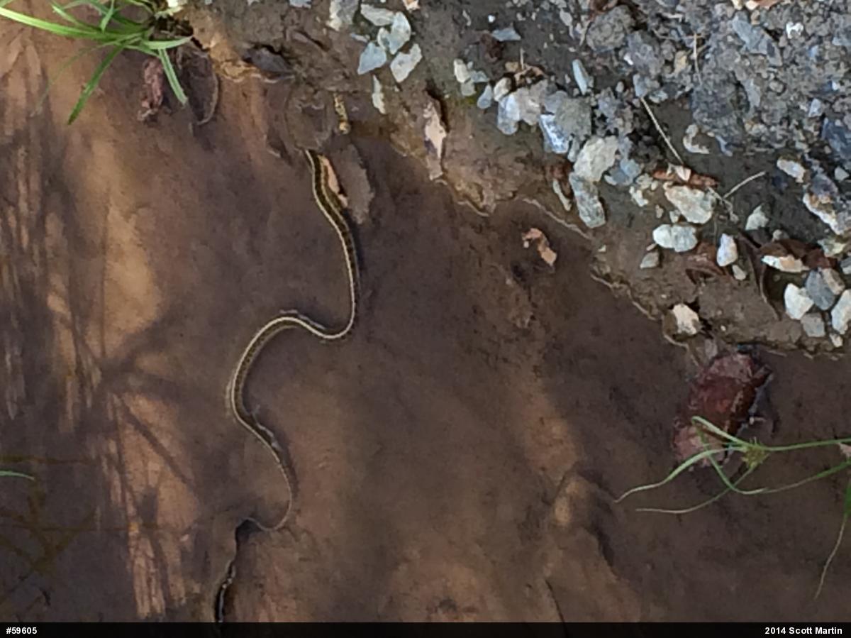 Eastern Gartersnake