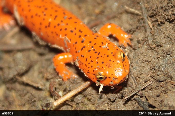 Northern Red Salamander