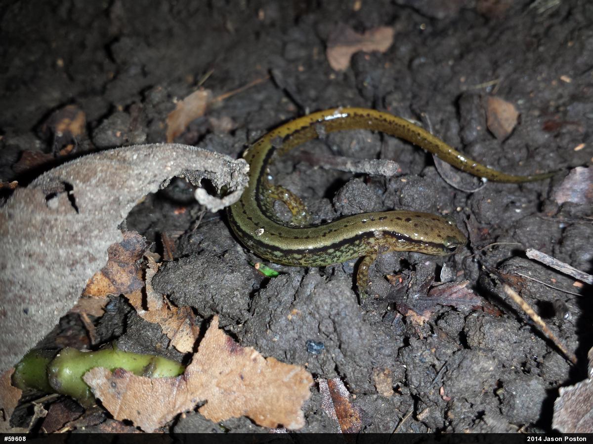 Northern Two-lined Salamander