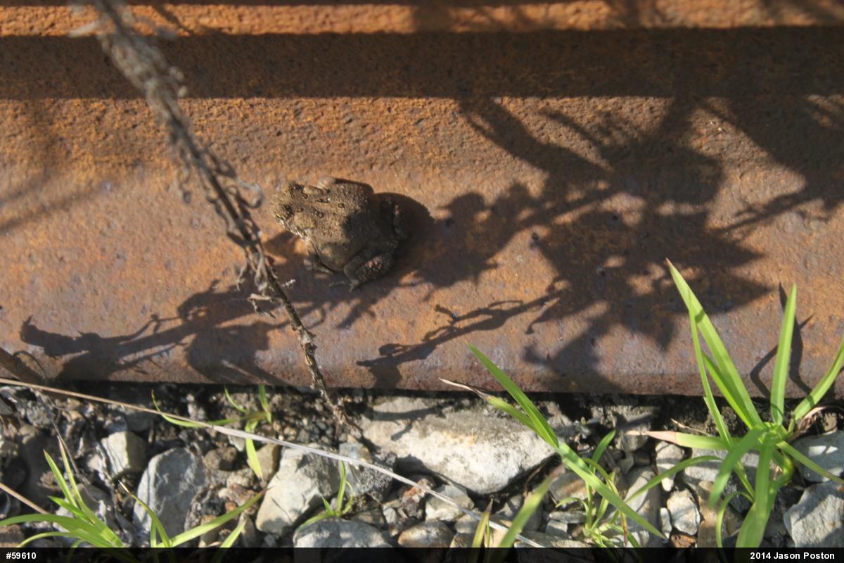 Eastern American Toad