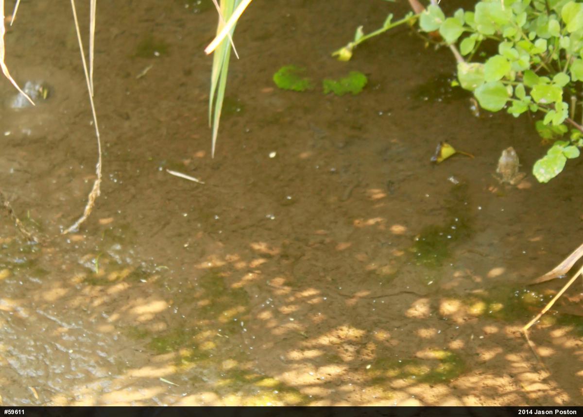 True Frogs